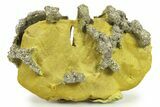 Golden Pyrite on Limonite Clay - Pakistan #283737-1